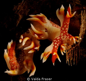 Bornella valdae feeding on a hydroid. by Valda Fraser 